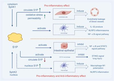 How do sphingosine-1-phosphate affect immune cells to resolve inflammation?